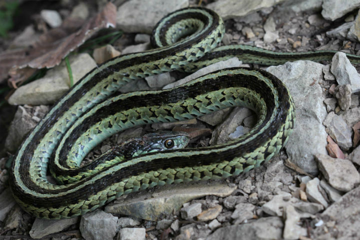 Eastern Garter Snake